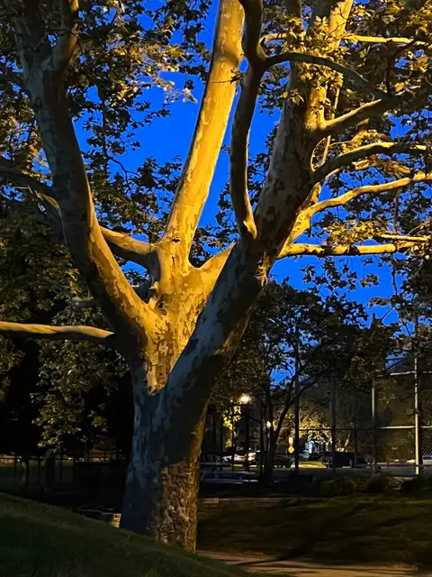 Nightfall paints the sycamore in striking gold.